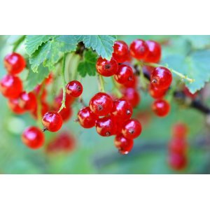 Ríbezľa červená (Ribes rubrum) ´ROVADA´ - výška 70-100 cm, skorá, voľnokorenná - STROMČEKOVÁ/NA KMIENKU
